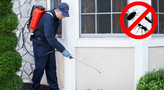 Kent 2 Kene İlaçlama böcek ilaçlama ve haşere kontrolü — ilaclama-tr.com